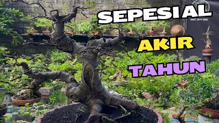 Cek Harga Bonsai Sepesial Akir Tahun