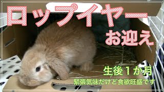 ロップイヤー(雑種)の子うさぎをお迎え！垂れ耳の可愛い赤ちゃん　Hello Lop Rabbit Baby!【ろっぷ日記１】