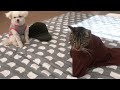 Cute Moments of Louie and Yangi (Compilation) ♥️ Cat & Dog Adventures that will melt your Heart!