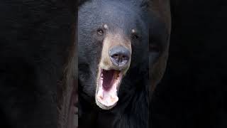 USA’s most exciting wildlife encounters 13. Black bear #wildlifefacts #shorts #facts