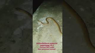 வெள்ளிக்கோல் வரையன் (நஞ்சற்றது) மீட்புCommon Wolf snake (non-venomous) rescued