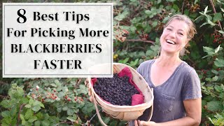 8 Best Tips for picking More Blackberries Faster