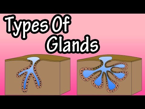 What is Holocrine anatomy?