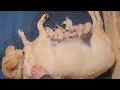 Yellow Labrador Retriever Giving Birth To Puppies | Crying New Born Puppies Nursing From Tired Mama