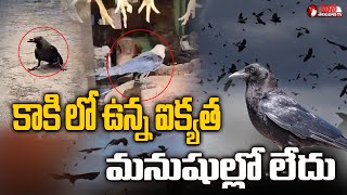 కాకి లో ఉన్న ఐక్యత మనుషుల్లో లేదు Crows Unity To Release Another Crow In Razole | Mana Telangana TV