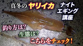 真冬のヤリイカエギング！釣り方は？生態は？ヤリイカ釣りの魅力をお伝えします！