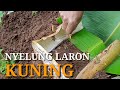 Proses Nyelung Laron Kuning