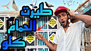 طيرت الحمام كلو وكنت همسك بكستاني وحلبي تعالو شوفو حصل اي 😱