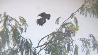 លលកព្រៃកំពូលបរ Amazing Dove Trap #birds #chimcugay #tekukur #លលកធ្នាក់ម៉ាលេ #pigeon