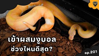 ทำไมต้องเข้าผสมงูบอลฤดูหนาว【 EP.201| 4K 】#realityballpython #ballpython