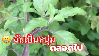 วิธีแกล้งต้นกระเพรา ทำให้เขาคิดว่า “ยังหนุ่มอยู่ตลอดไป” | เกษตรกรชาวบ้าน