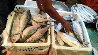 বারাসাত মাছের আরত || Barasat Fish Market || এখানে পাইকারী দামে বিভিন্ন রকমের ছোট বড় মাছ পাওয়া যায় ||