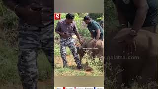 தாயை பறிகொடுத்து தவிக்கும் யானைக்குட்டி..💔 | Elephant | Forest | Coimbatore