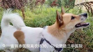 离开湖南岳阳花9万买黑龙江北大荒290农场别墅养老，回答网友问题