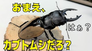 高額クワガタがカブトムシよりもカブトムシっぽかった（くろねこチャンネル）