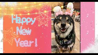 【豆柴】504 新年あけましておめでとうございます！【柴犬】Happy New Year!