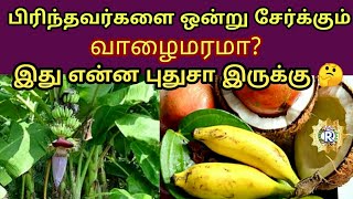 பிரிந்தவர்களை ஒன்று சேர்க்கும் வாழைமரமா?/HOW TO GET WATER FROM BANANA STEM/வாழை மரம்/Wild Banana