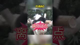 爱宝是个爱干净的熊，看到福宝脏兮兮的，一脸嫌弃的样子 #panda #funny #animals #cute #pets #fubao #cutepanda #zoo #memes #humor