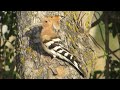 hoopoe nesting in a hole in an olive tree and brings food to the chicks videos from 8 5 –24 5 2023