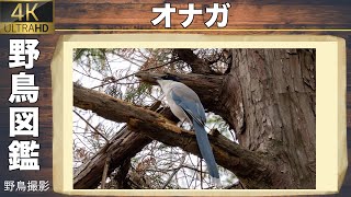 【野鳥図鑑】黒いベレー帽を被った鳥” オナガ ”