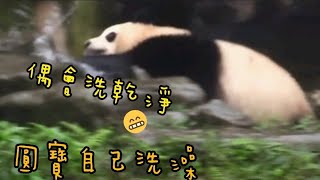 圓圓悠閒泡澡中，圓寶潑水要幫媽媽洗臉|熊貓貓熊The Giant Panda Yuan Yuan and Yuan Bao|台北市立動物園