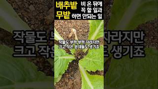 배추밭 무밭 비온 뒤 꼭 할 일과 절대 하면 안되는 일