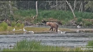 Subadult Snacks by the Oxbow - July 6, 2024 (explore.org)