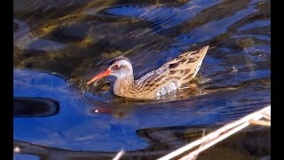 クイナ調布地区 2025 02 07 #クイナ #野鳥 #birds #wildlife #nature #自然観察ぶらり散歩