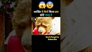 आखिर ये कैसे किया इस छोटे भालू ने 😳| #Shorts