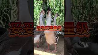 记录我的农村生活 #黑天鹅 #duck