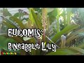 Amazing Pineapple Lily! // Eucomis // Tropical plant party