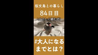 【文鳥の雛が大人になるまで】あなたいつ大人になるんですの???【84日目】