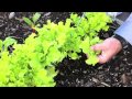 When and How to Harvest Leaf Lettuce