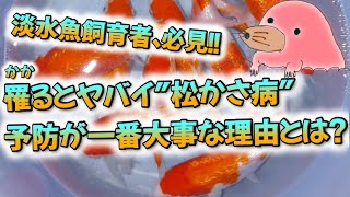 淡水魚飼育者必見！松かさ病が起きる原因と予防について。