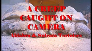 A CREEP CAUGHT ON CAMERA Aldabra \u0026 Sulcata Tortoises