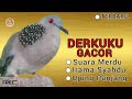 Derkuku Kelantan Gacor Suara Merdu Irama Syahdu Ujung Panjang 🔥 Cocok Buat Pancingan ‼️