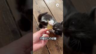 ミルクを待ちきれない子猫ちゃんが…❤️｜PECO #子猫 #子猫の鳴き声 #保護猫 #子猫のいる生活 #kitten #kittenmeowing #rescuedkitten #kittenlife