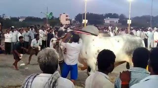 NarasaRaoPet Purapalaka Sangha Sathabdi Uthsavalu- Ongole Bull Race3