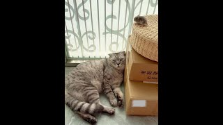 老鼠怕猫，这是谣传 #老鼠怕猫这是谣传 #萌猫趣事 #傻猫的日常 #戏精猫