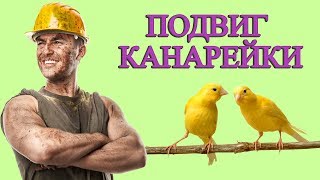 ЗАЧЕМ ШАХТЕРАМ НУЖНЫ БЫЛИ КАНАРЕЙКИ?