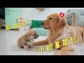 There is a little Corgi in the house, and the big golden retriever is angry!