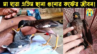 শালিক পাখির অসমাপ্ত জীবন কাহিনী  |পাখির গল্প : ৬৩ |The Life Story of Common Myna Bird| নিশ্চুপ রহস্য