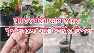 খুব সহজে ব্ল্যাকবেরির ডাল থেকে চারা তৈরি পদ্ধতি ( making saplings from the branch of blackberry).