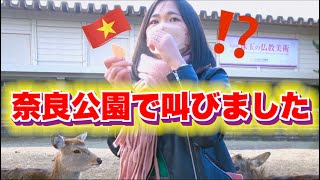 鹿も日本人の心を持っています｜奈良観光で感動しました！（外国人の反応）【ジェムチャンネル】