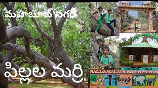 Pillala marri vlog | Mahabubnagar | 800 years old banyan tree | nethra smarani|pillalamarri