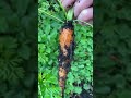 did you know carrots harvested in the winter are so much sweeter beginnergardening wintergarden