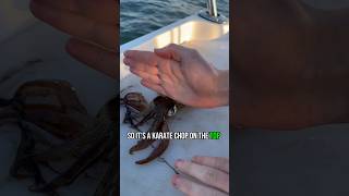 How to humanely kill a squid for food/bait.