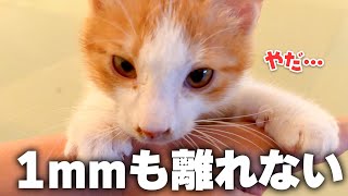 隔離されてた子猫がついに解放されるも、飼い主のそばからくっついて離れませんでした…