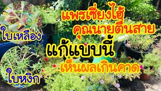 แพรเซี่งไฮ้ คุณนายตื่นสาย ใบหงิก ใบเหลือง จากโรคเชื้อรา แก้ยังไง มีคำตอบ