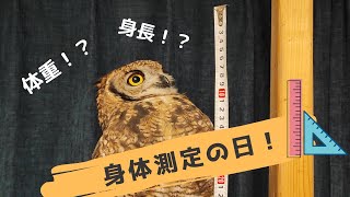 ふくろう の身体測定 Owl SAMAR physical measurement